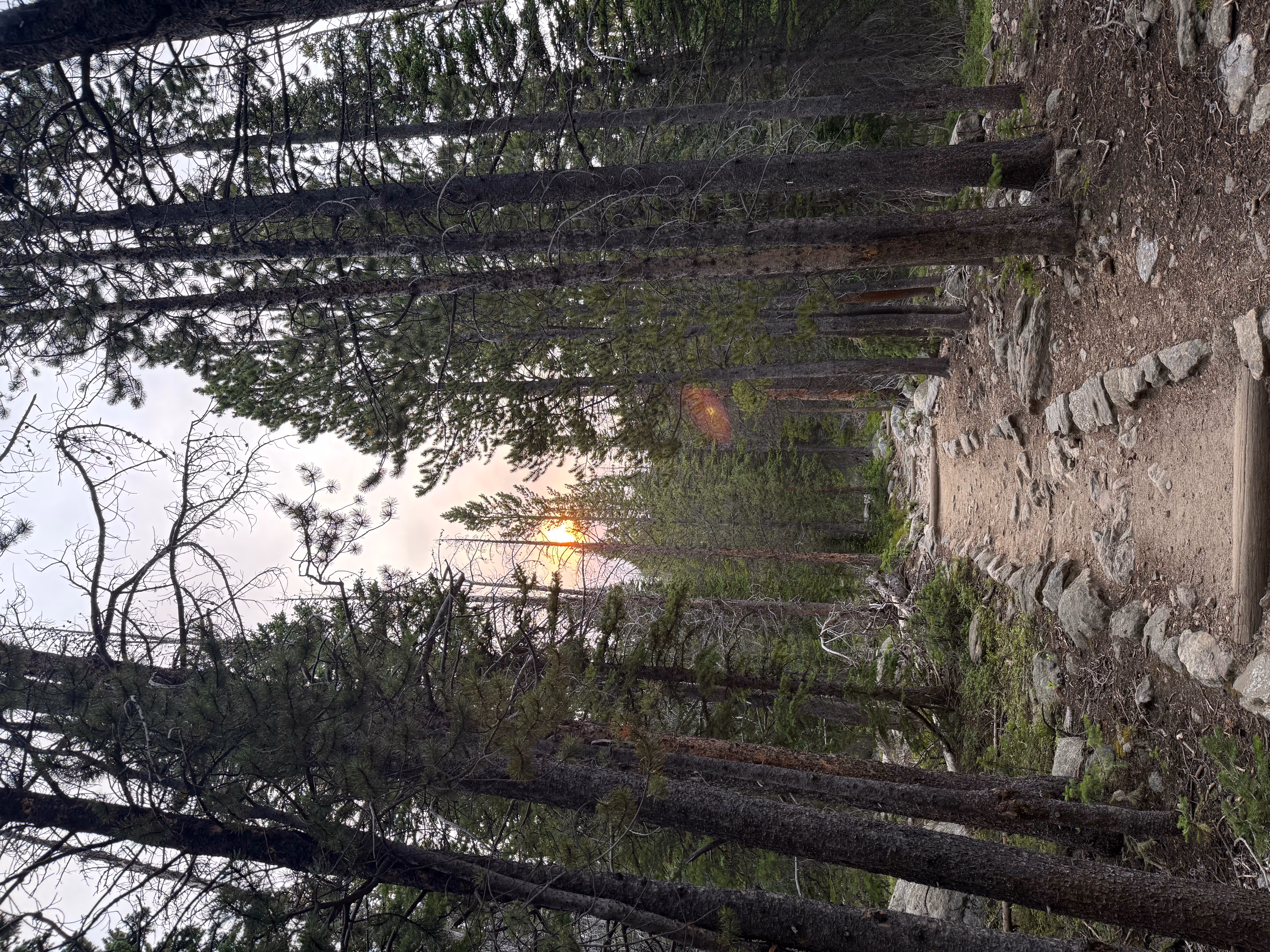 Nature scene